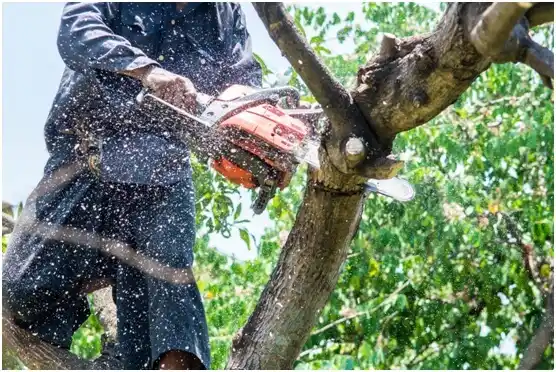 tree services Navasota